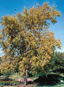 Picture of River Birch (Betula nigra) tree in yellowish fall color.