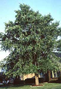 Picture of River Birch (Betula nigra) tree form