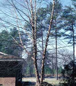 Picture of River Birch (Betula nigra) tree leafless form in winter.