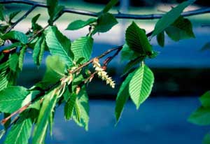 Picture closeup of Fastigiata European Hornbeam (Carpinus betulus 'Fastigiata') flower and leaf structure.