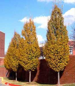 Picture of Fastigiata European Hornbeam (Carpinus betulus 'Fastigiata') fall color display of row of trees.