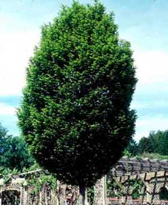 Picture of Fastigiata European Hornbeam (Carpinus betulus 'Fastigiata') tree form.