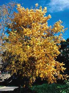 Picture of Pecan (Carya illinoinensis) tree form in yellowish fall color.