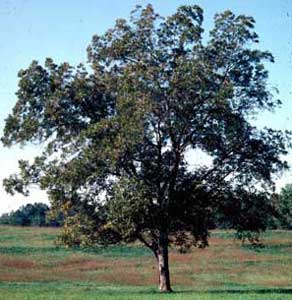 Picture of Pecan (Carya illinoinensis) tree form.