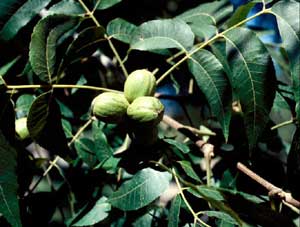 Picture closeup of Pecan (Carya illinoinensis) fruit and leaf structure.