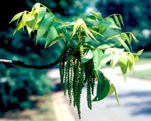 Picture closeup of Pecan (Carya illinoinensis) flowers and leaves.