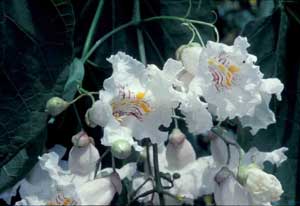 Picture closeup of Northern Catalpa (Catalpa speciosa) white flowers.