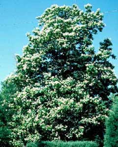Picture of Northern Catalpa (Catalpa speciosa) tree form with white flowers.