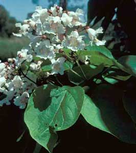 Picture closeup of Northern Catalpa (Catalpa speciosa) white flowers and leaf structure. Picture closeup of Northern Catalpa (Catalpa speciosa) white flowers and leaf structure.
