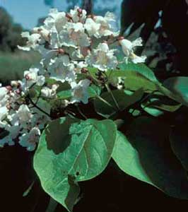 Picture closeup of Northern Catalpa (Catalpa speciosa) white flowers and leaf structure.