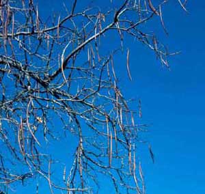 Picture of Northern Catalpa (Catalpa speciosa) fruit pods on branches after autumn leaf fall.