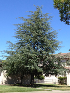 Picture of Atlas Cedar (Cedrus atlantica) form.