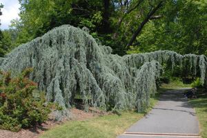 Picture of Atlas Cedar (Cedrus atlantica) form.