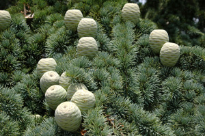 Picture of Atlas Cedar (Cedrus atlantica) fruit and leaves.