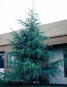 Picture of Deodar Cedar (Cedrus deodara) tree form.