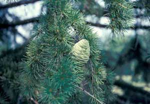 Picture of Deodar Cedar (Cedrus deodara) fruit.