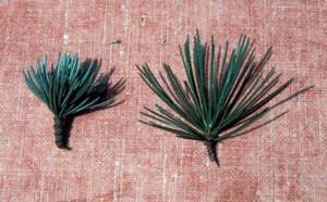 Picture of Deodar Cedar (Cedrus deodara) leaf structures.