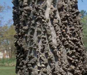 Picture of Southern Hackberry (Celtis laevigata) trunk bark.