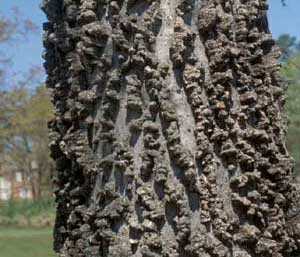 Picture of Southern Hackberry (Celtis laevigata) trunk bark. Picture of Southern Hackberry (Celtis laevigata) trunk bark.