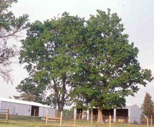 Picture of Southern Hackberry (Celtis laevigata) tree form.