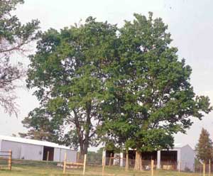 Picture of Southern Hackberry (Celtis laevigata) tree form. Picture of Southern Hackberry (Celtis laevigata) tree form.