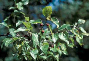 Picture of Southern Hackberry (Celtis laevigata) fruit and leaf structure. Picture of Southern Hackberry (Celtis laevigata) fruit and leaf structure.