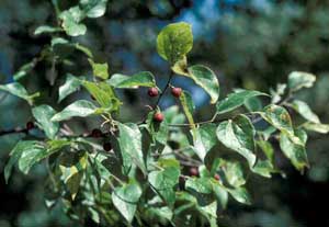 Picture of Southern Hackberry (Celtis laevigata) fruit and leaf structure.