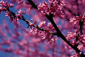 Picture closeup of Eastern Redbud (Cercis canadensis) deep pink flowers.