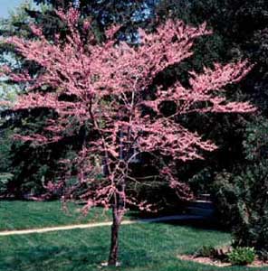 Picture of Eastern Redbud (Cercis canadensis) tree with early spring pink flowers.