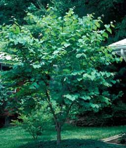 Picture of Eastern Redbud (Cercis canadensis) tree form.
