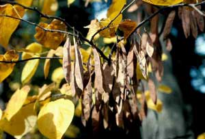 Picture of Eastern Redbud (Cercis canadensis) fruit pods.