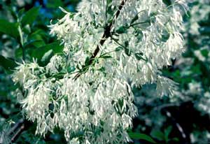 Picture closeup of Fringetree (Chionanthus virginicus) white flower structure.