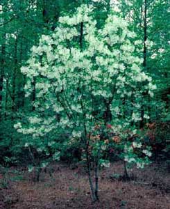 Picture of Fringetree (Chionanthus virginicus) tree form with white spring flowers.