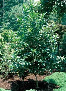 Picture of Fringetree (Chionanthus virginicus) tree form.