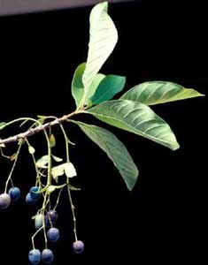 Picture closeup of Fringetree (Chionanthus virginicus) fruit and leaf structure.