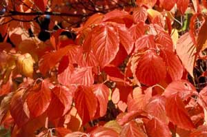 Picture closeup of Eastern Flowering Dogwood (Cornus florida) leaves in reddish orange fall color.