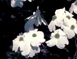Picture of Eastern Flowering Dogwood (Cornus florida) white flowers.