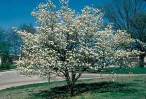 Picture of Eastern Flowering Dogwood (Cornus florida) tree form in bloom with white flowers.