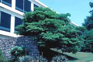 Picture of Eastern Flowering Dogwood (Cornus florida) tree form.