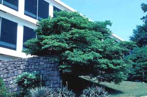 Picture of Eastern Flowering Dogwood (Cornus florida) tree form. Picture of Eastern Flowering Dogwood (Cornus florida) tree form.