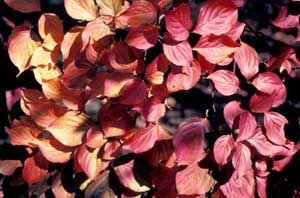 Picture closeup of Kousa Dogwood (Cornus kousa) orange/red leaves in fall color.