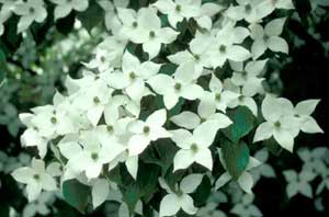 Picture closeup of Kousa Dogwood (Cornus kousa) white flowers and flower structure.