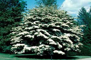 Picture of Kousa Dogwood (Cornus kousa) tree form with white spring flowers. Picture of Kousa Dogwood (Cornus kousa) tree form with white spring flowers.