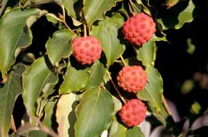 Picture closeup of Kousa Dogwood (Cornus kousa) strawberry-like fruit.