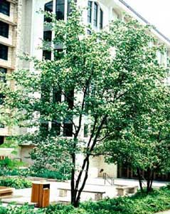 Picture of Washington Hawthorn (Crataegus phaenopyrum) tree form with small white flowers. Picture of Washington Hawthorn (Crataegus phaenopyrum) tree form with small white flowers.