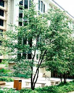 Picture of Washington Hawthorn (Crataegus phaenopyrum) tree form with small white flowers.