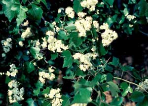 Picture closeup of Washington Hawthorn (Crataegus phaenopyrum) white flower structure.