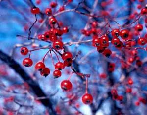 Picture closeup of Washington Hawthorn (Crataegus phaenopyrum) red fruit.