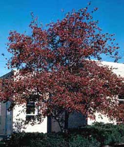 Picture of Washington Hawthorn (Crataegus phaenopyrum) tree form in fall color with red fruit.