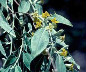 Picture closeup of Russian-olive (Elaeagunus angustifolia) yellow flowers and leaf structure.